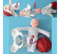 Modèle De Bassin Féminin, Modèle De Bassin Osseux Féminin, Modèle De Formation De Sage-femme Modèle De Naissance Modèle De Hanche Modèle De Livraison De Placenta De Cordon Ombilical Fœtal Modèle