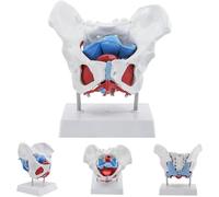 Modèle de bassin féminin, modèle grandeur nature des muscles du plancher pelvien et du périnée, avec organes amovibles, dont l'utérus, destiné à l'enseignement des sciences et de l'anatomie.