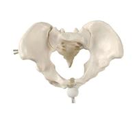 Modèle de bassin féminin pour femme squelette sage-femme Modèles d'enseignement pour la science médicale Squelette pelvien éducatif Aide pédagogique pour l'étude scolaire