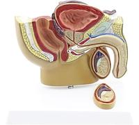 Modèle de bassin masculin à l'échelle 1/1, cadre 3D de la prostate, système reproducteur masculin humain, for l'enseignement de l'anatomie et de la physiologie