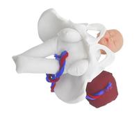 Modèle de bassin obstétrical pour simulation d’accouchement 1 set | PVC et tissu, avec fœtus détaillé, cordon ombilical et placenta, pour cours prénataux, étudiants et futures mères