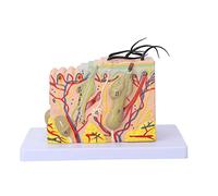 Modèle de Bloc de Peau Humaine de Simulation Agrandie 35X, Modèle D'anatomie de la Peau Humaine et des Organes Capillaires Anatomie Anatomique Médicale, Puzzle de Démontage Assemblage de Jouet Outil D