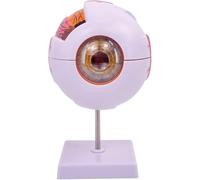 Modèle de boules oculaires, modèle anatomique de l'œil humain agrandi 6X, identification à 12 chiffres, cadeaux d'ophtalmologie, for l'enseignement de la physiologie, le cabinet du