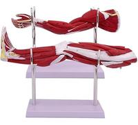 Modèle de bras musculaire anatomique humain, modèle de système de mouvement musculaire de la jambe, 2 pièces du membre supérieur et structure artério-veineuse neurovasculaire