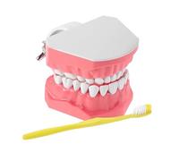 Modèle De Brossage Des Dents Interactifs, Avec Aide À L'apprentissage Visuel, 9.7x6.1cm, Modèle De Dent Éducatif, Fournitures D'étude En Bouche, Outil D'apprentissage Polyvalent, Pour Les Élèves Et L'