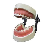 Modèle de brossage du fil dentaire pour entraînement des dents Typodonts Mode Gingiva Visible Anatomique Démonstration Enseignement Étudier Démonstration Dents Modèle