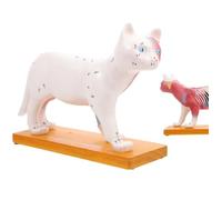 Modèle de Cat Teaching Anatomy Acupuncture Point Anatomical Model of Cat for Veterinary Teaching Pédagogical Tool avec Musculature et Points Acupuncture for Anatomy Physiology Course