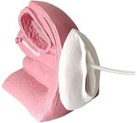 Modèle de cathétérisme féminin ou Masculin Mannequin d'anatomie du système reproducteur Modèle d'enseignement pour la Structure Exercices d'intubation et de cathétérisme Supports pédagogiques