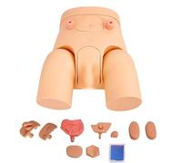 Modèle de cathétérisme interchangeable, mannequin masculin et féminin pour cathétérisme urinaire, modèles de cathéters pédagogiques en PVC pour la formation pratique à l'enseignement clinique médical