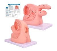 Modèle de cathétérisme masculin féminin, modèle de cathéter interne externe génital en PVC, modèle d'anatomie infirmière pour enseignement clinique médical et entraînement pratique, 2 pièces