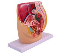 Modèle de cavité du bassin féminin - Modèle d'anatomie d'organe reproducteur féminin pour entraînement obstétrique et démonstration clinique - Aide pédagogique anatomique