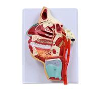 Modèle De Cavité Nasale Humaine Nez Pharynx Larynx Anatomique Pour L'enseignement En Classe Produits Médicaux Oraux Et Nasaux Pour Salle De Classe