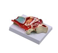 Modèle de cavité nasale humaine - Outil d'enseignement médical - Cavité humaine - Modèle d'anatomie de la gorge - Fournitures d'enseignement pour l'école, l'hôpital, les oraux - Médicaux nasaux pour