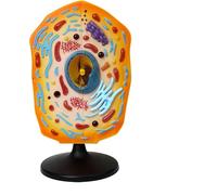 Modèle de cellule animale, outil pédagogique d'anatomie cellulaire animale, kit pédagogique sur les cellules animales, for l'enseignement des sciences et de l'anatomie, outil pédagogique de