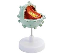 Modèle de cellule de virus humain, modèle de cellule d'aide, modèle de démonstration d'amplification de virus, modèle cytopathique, utilisé for l'enseignement.