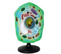 Modèle de cellule végétale avec organites amovibles, chloroplaste et noyau détachables for l'enseignement, l'étude et l'exposition en biologie