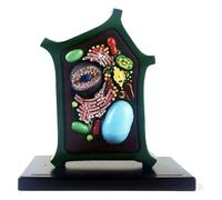 Modèle de cellule végétale - Modèle d'anatomie végétale - Modèle pédagogique - Modèle d'anatomie de cellule végétale - Modèle d'enseignement de la biologie - Collection for l'enseignement des sciences