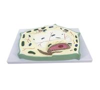 Modèle de Cellule végétale Structure d'une Cellule végétale typique for la démonstration d'enseignement de la biologie for l'éducation Scolaire Modèle de Cellule végétale Modèle Biologique