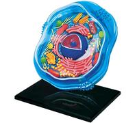 Modèle de cellules animales 4D, aide à l'enseignement de la biologie anatomique, outil d'apprentissage scientifique en classe, structure visuelle du microscope