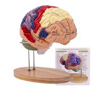 Modèle de cerveau 3D, élargissement 2 fois, modèle de cerveau humain en 4 parties avec séparation des couleurs de zone fonctionnelle et identification anatomique de l'emplacement pour apprendre la