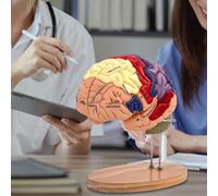 Modèle de Cerveau Anatomique, modèle de Cerveau Humain hypertrophié 2X, modèle de Cerveau d'enseignement, 4 Parties avec Base, modèle cérébral anatomiquement précis pour la psychologie
