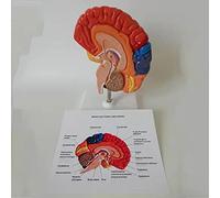 Modèle de cerveau anatomiquement précis, modèle de zone de fonction cérébrale colorée, anatomie du cerveau humain grandeur nature pour science, salle de classe, étude, enseignement, modèle médical