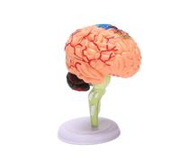 Modèle De Cerveau D'anatomie Humaine 4d Assemblé, Modèle De Structure Du Cerveau, Modèle D'enseignement Et D'explication Pour Les Étudiants