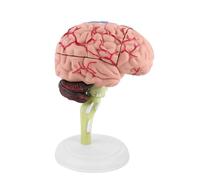 Modèle de Cerveau démonté Un modèle Anatomique, modèle de Cerveau Humain Figure 3.93x3.15x2.36 Pouce pour Les Sciences de l'étude de Classe Afficher l'outil d'enseignement
