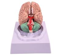 Modèle de Cerveau Faux Cerveau Humain Modèle de en 8 Parties avec 32 identifiants numériques d'anatomie du Humain Grandeur Nature pour l'affichage d'étude en Classe