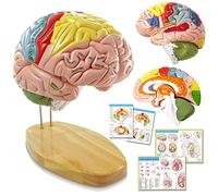 Modèle de cerveau humain 1,5 fois grandeur nature pour l'enseignement des neurosciences, la science, la salle de tude, modèle médical, 9 étiquettes de couleurs pour identifier le cerveau