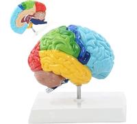 Modèle De Cerveau Humain 19X15x19 Cm Corps Humain 1: 1 Hémisphère Droit Zone Fonctionnelle Modèle D'anatomie du Cerveau Humain pour l'enseignement De La Médecine Aide À l'enseignement