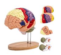 Modèle de cerveau humain 2 fois plus grand que nature, composé de 4 parties détachables, avec étiquettes gravées au laser, fixation magnétique et support d'exposition pour l'enseignement médical et l