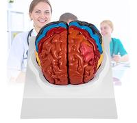 Modèle de cerveau humain 2 parties, modèle de cerveau à zones de couleur, modèle de cerveau anatomiquement précis avec socle pour l'enseignement de l'affichage de l'apprentissage en classe de sciences