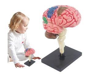 Modèle De Cerveau Humain 3D - Propotique D'anatomie Professionnelle, Artères Marquées De Couleur, Outil D'enseignement De Bricolage, Affichage D'étude Des Étudiants, Aide À La Formation Clinique |