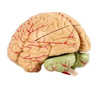 Modèle de cerveau humain 8 parties grandeur nature modèle médical d'enseignement de l'anatomie du cerveau humain pour l'étude en classe de sciences modèle d'affichage pour l'enseignement des neuroscie