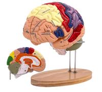 Modèle de cerveau humain à taille réelle (2x) avec 4 parties détachables à code couleur pour lenseignement des neurosciences et la recherche médicale