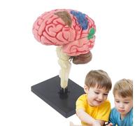 Modèle de cerveau humain - Accessoire d'enseignement anatomique avec base d'affichage, cerveau artère à code couleur, kit éducatif d'anatomie à faire soi-même pour salles de e science, étude