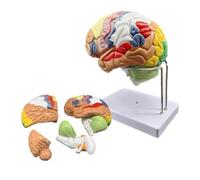 Modèle de Cerveau Humain agrandi 2X, modèle Anatomique en 4 Parties détachable avec Cortex cérébral et nerfs pour études médicales