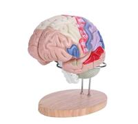 Modèle de cerveau humain agrandi en 4 parties, codé par couleur, mousse/PVC à vocation éducative, avec plus 50 marqueurs et support d'exposition
