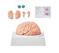 Modèle de cerveau humain Anatomie - 1:1 grandeur nature - 9 pièces avec étiquettes & base d'affichage - Modèle de cerveau détachable pour la science, la recherche et l'enseignement