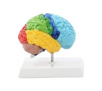 Modèle de cerveau humain - Anatomie fonctionnelle l'hémisphère droit, crâne éclaté, outil pédagogique