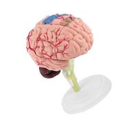 Modèle de Cerveau Humain Anatomique pour Enseignement Médical, avec