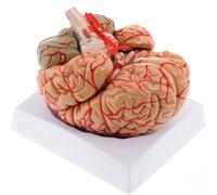 Modèle de cerveau humain avec artères, outil d'enseignement de l'anatomie grandeur nature en 9 parties pour l'étude et l'affichage en classe de sciences