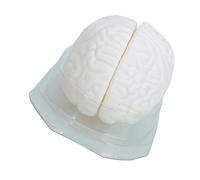 Modèle de cerveau humain avec base d'affichage - Modèles anatomiques - Outil d'enseignement médical pour salle de classe - Outil d'enseignement médical de base pour l'étude et