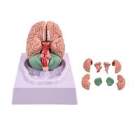 Modèle de cerveau humain avec vaisseaux, anatomie du modèle de cerveau | Modèle anatomique, modèle de cerveau, artères à code couleur, modèle d'enseignement anatomique du cerveau