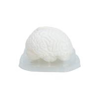 Modèle de cerveau humain Cerveau humain Modèles anatomiques avec base d'affichage pour étudiants en médecine pédagogues Modèle de cerveau avec affichage de base d'enseignement des médicaments pour