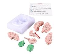 Modèle de Cerveau Humain CheoTime, Moule de Cerveau Anatomique Humain en PVC Humain détachable avec des Parties étiquetées pour Les Sciences Scolaires Study Home Education Medical