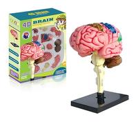 Modèle de cerveau humain démontable 31 pièces avec base d'affichage pour l'enseignement médical, l'éducation, 11 x 7,5 x 7,5 cm