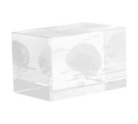 Modèle de Cerveau Humain en Cristal, Cube Anatomique pour Étude | Cristal à Haute Transparence, Reflets Nets et Finition Lisse, pour Étudiants en Biologie et Médecine
