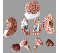 Modèle de cerveau humain en fibre de verre en 8 parties avec aimants et support de base en fibre pour enseigner l'anatomie